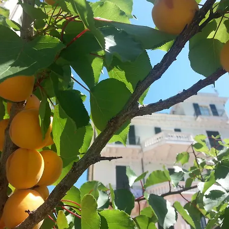 公寓式酒店 Virginia